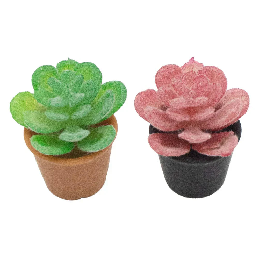 まとめ買い専用】観葉植物 の通販 | ワッツ