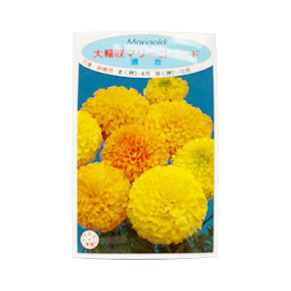 【まとめ買い】種子 花のタネ 春播き マリーゴールド 0686/062300