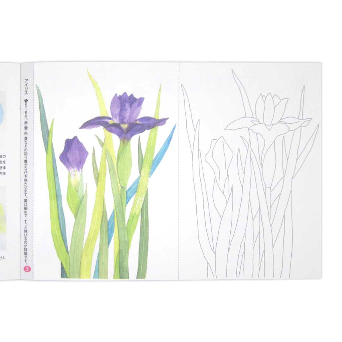 【まとめ買い】大人のぬりえ きれいな花々 0915/370463