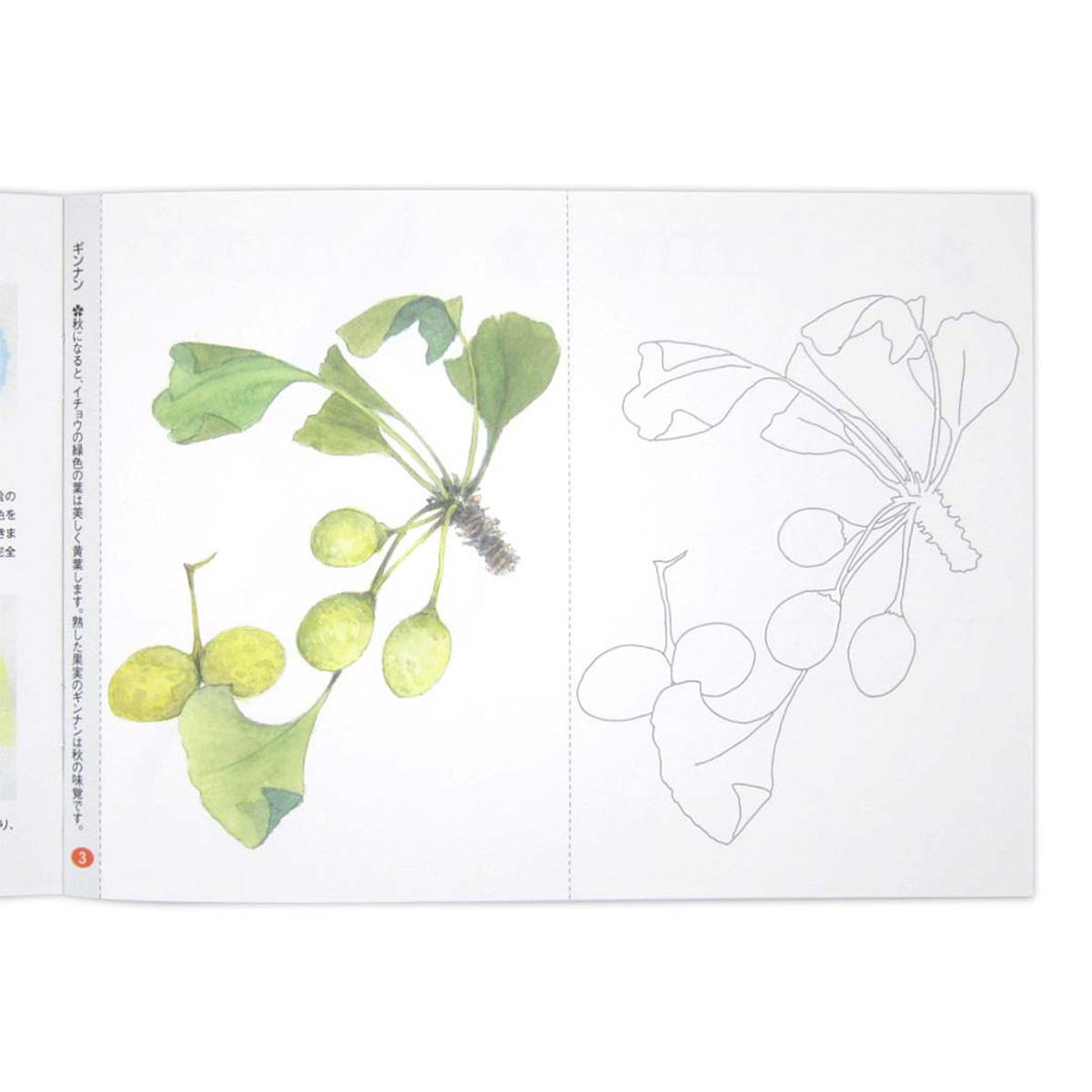 【まとめ買い】大人のぬりえ 楽しく塗る花と実 0915/370464